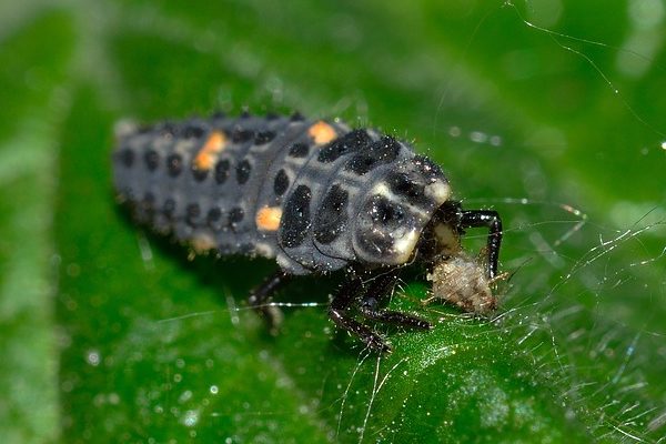 Larves de coccinelle : lutter contre les pucerons