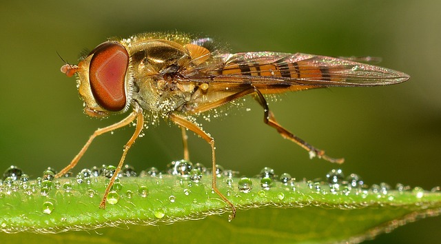 Le syrphe, un autre insecte utile en jardinage naturel